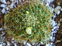 Mammillaria camptotricha cv. marnier-lapostollei